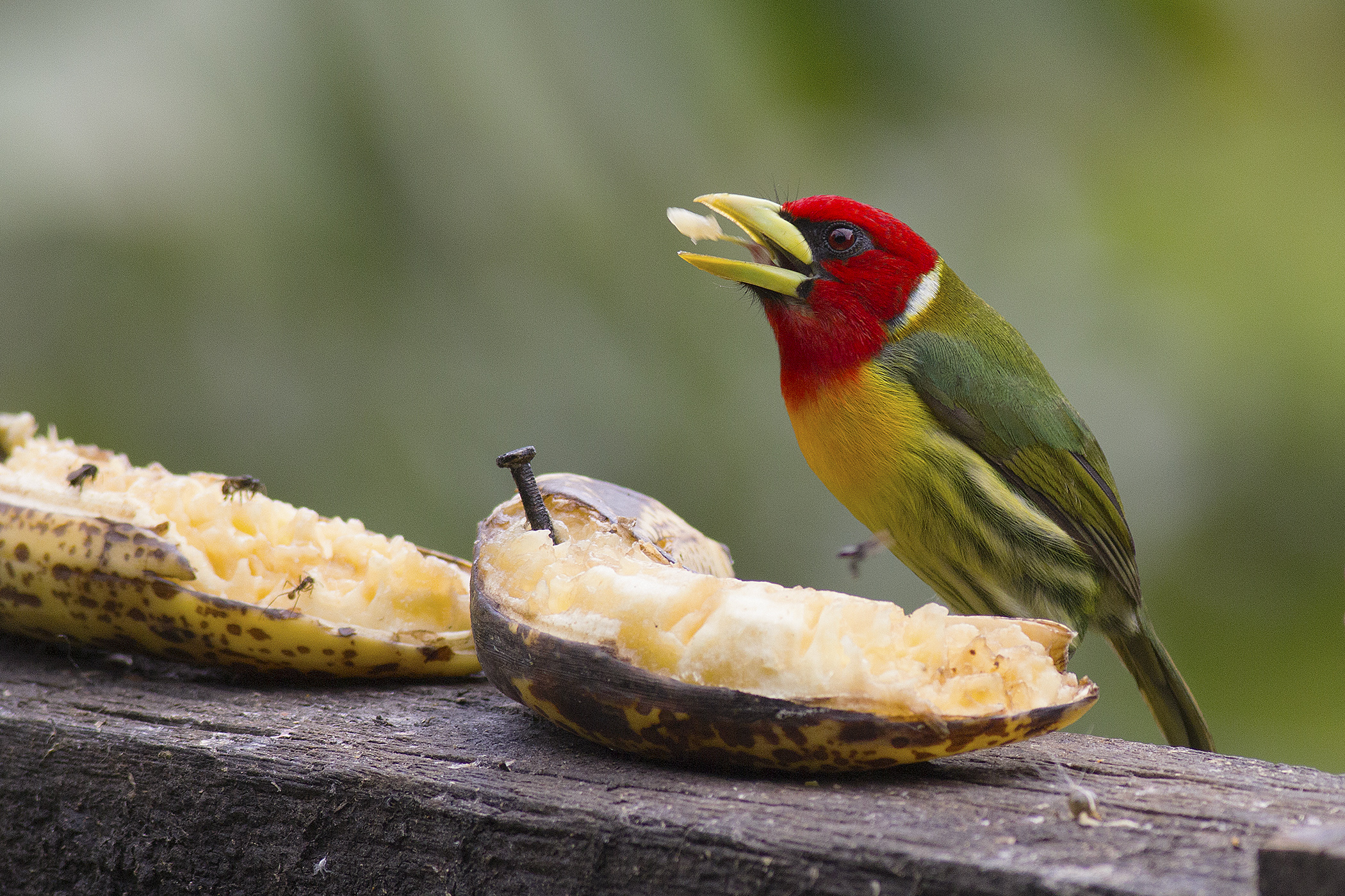 Red-headed Barbet — Ana fotoğraf